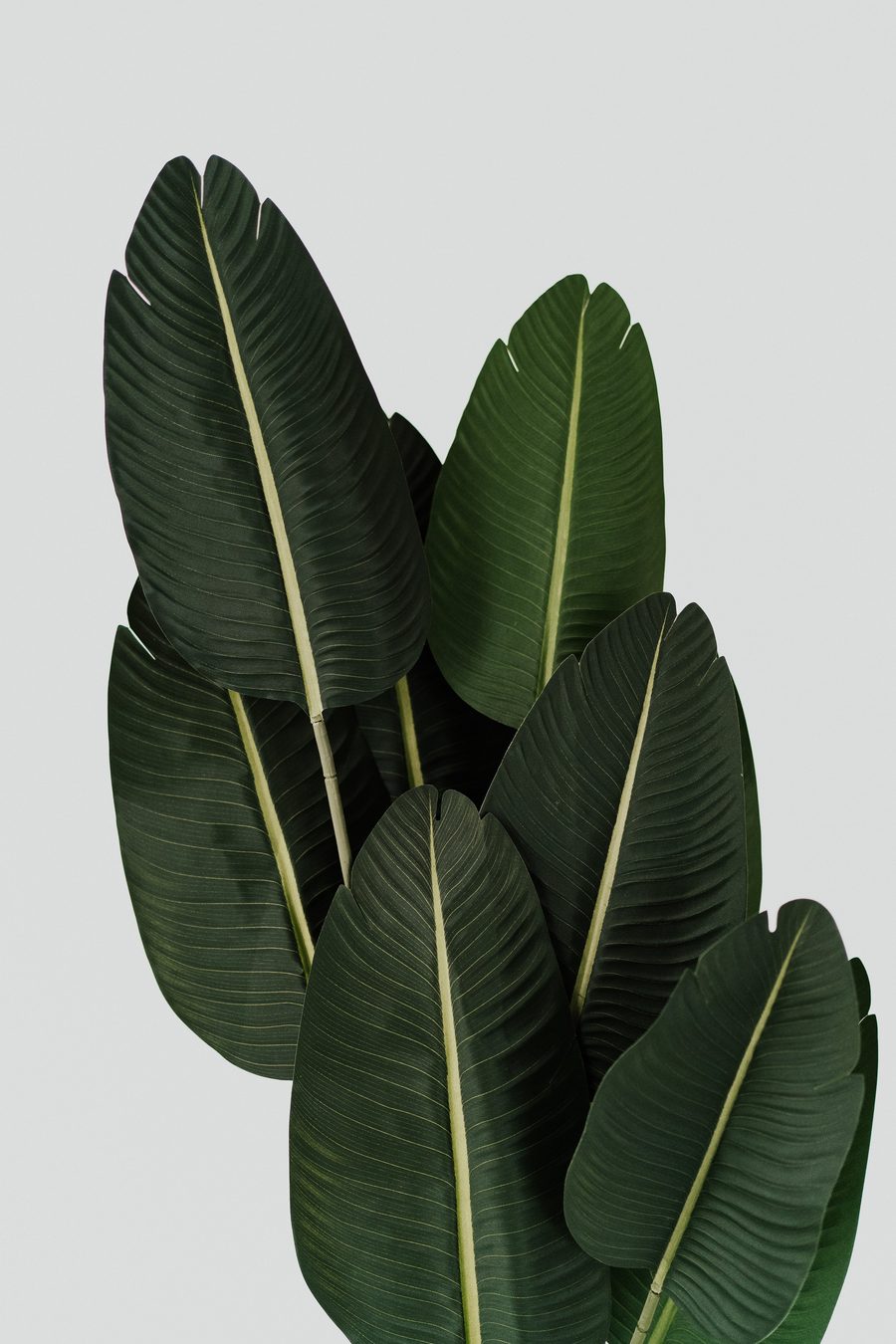 Broad green leaves in natural light